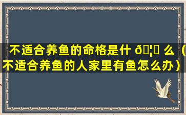 不适合养鱼的命格是什 🦍 么（不适合养鱼的人家里有鱼怎么办）